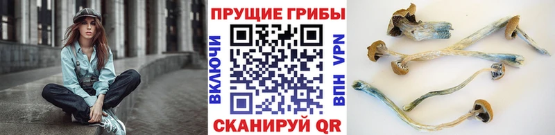 закладка  Братск  Псилоцибиновые грибы Magic Shrooms 